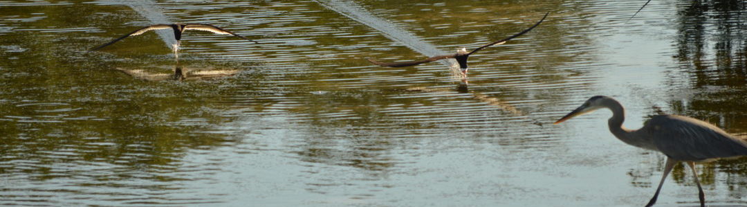 Skimmers on Sarasota Bay